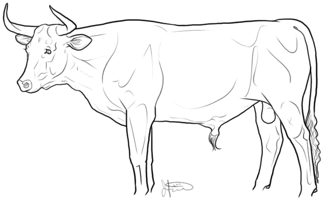 Category: Cattle - Coloring Book by JNFerrigno